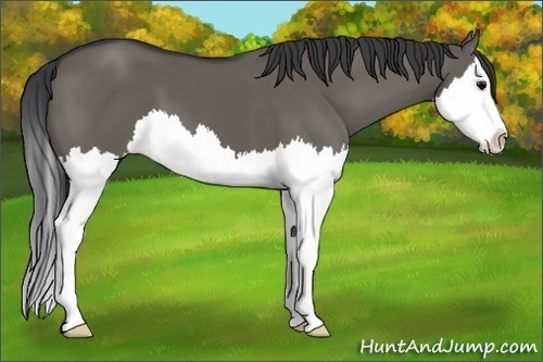 Horse Color:Grullo Sabino Splash