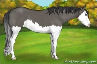Horse Color:Grullo Sabino Splash