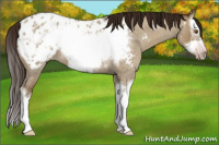 Horse Color:Gray Classic Champagne Roan Dun Sabino Splash Frame Appaloosa 