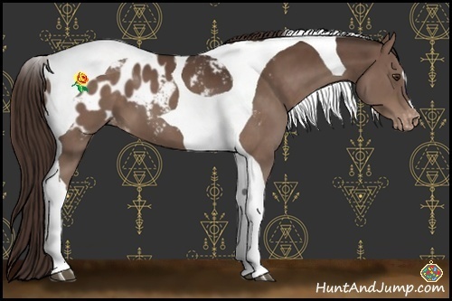 Horse Color:Liver Chestnut Tobiano Appaloosa