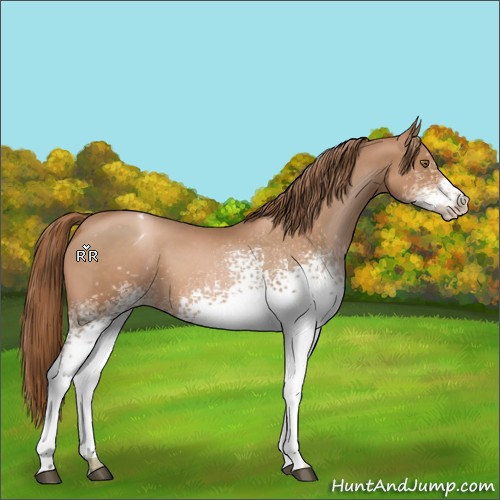 Horse Color:White Spotted Liver Chestnut Pearl Appaloosa 