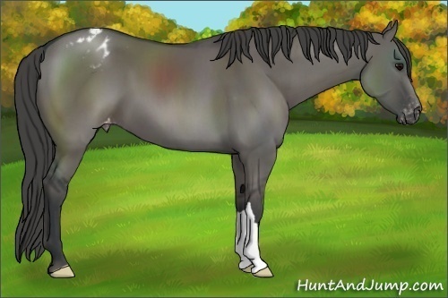 Horse Color:Grullo Varnish 