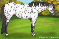 Horse Color:Grullo Appaloosa Rabicano 