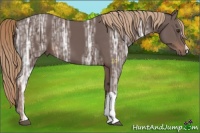 Horse Color:Liver Chestnut Ice 