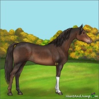 Horse Color:Liver Chestnut 