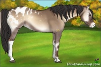 Horse Color:Liver Red Dun Onyx Appaloosa 