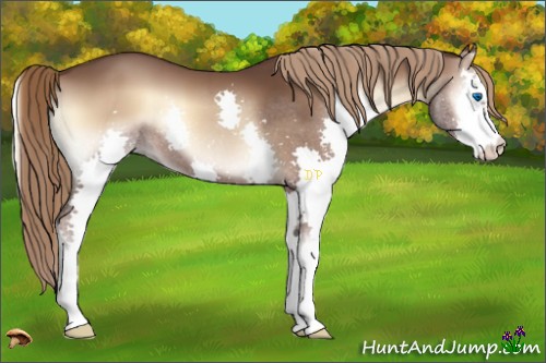 Horse Color:Liver Red Onyx Splash 