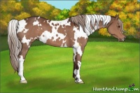 Horse Color:White Spotted Liver Chestnut 