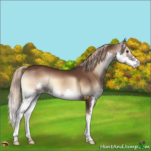 Horse Color:Liver Red Onyx Splash 