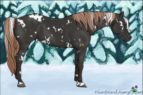 Horse Color:White Spotted Liver Chestnut 