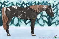 Horse Color:White Spotted Liver Chestnut