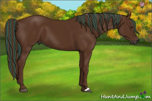 Horse Color:Gray Painted Chestnut 