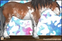 Horse Color:Bay Sabino 