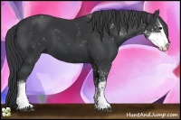 Horse Color:Black Sabino 