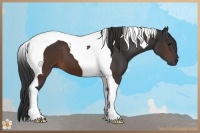 Horse Color:Brown Tobiano 