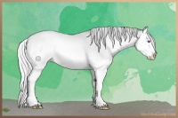 Horse Color:Silver Brown Chinchilla Roan Pearl Onyx Splash 