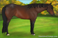 Horse Color:Gray Bay 