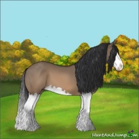 Horse Color:Brown Dun Splash