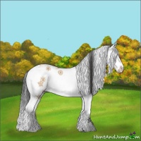 Horse Color:Bay Dun Sabino Splash