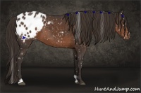 Horse Color:Liver Chestnut Sabino Snowflake Varnish