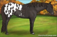 Horse Color:Liver Chestnut Appaloosa 