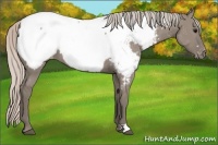 Horse Color:Silver Grullo Appaloosa 