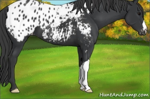 Horse Color:Black Appaloosa 