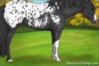 Horse Color:Black Appaloosa