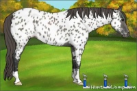 Horse Color:Grullo Appaloosa 