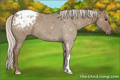 Horse Color:Silver Grullo Appaloosa 