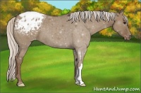 Horse Color:Silver Grullo Appaloosa 