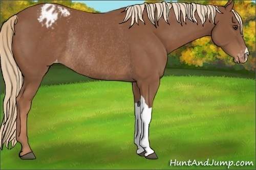 Horse Color:Chestnut Varnish Rabicano 