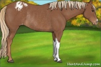 Horse Color:Chestnut Appaloosa Rabicano