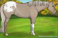 Horse Color:Silver Grullo Appaloosa 
