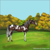 Horse Color:White Spotted Brown 