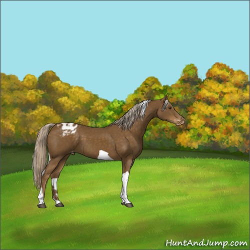 Horse Color:Chocolate Palomino Tobiano Appaloosa