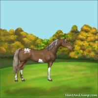 Horse Color:Chocolate Palomino Tobiano Varnish 