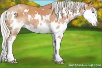 Horse Color:White Spotted Silver Brown Splash 