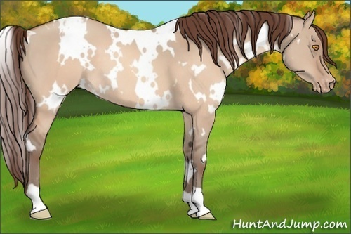 Horse Color:White Spotted Sable Champagne Dun Appaloosa 