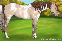 Horse Color:White Spotted Sable Champagne Dun Appaloosa 