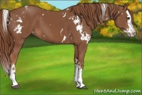 Horse Color:White Spotted Chestnut Splash 