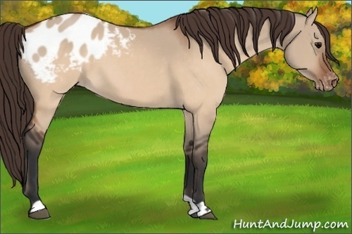 Horse Color:Brown Dun Appaloosa 