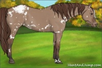 Horse Color:White Spotted Bay Dun Varnish 