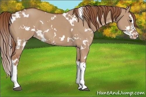 Horse Color:White Spotted Red Dun Splash Appaloosa 