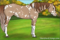 Horse Color:White Spotted Red Dun Splash Appaloosa 