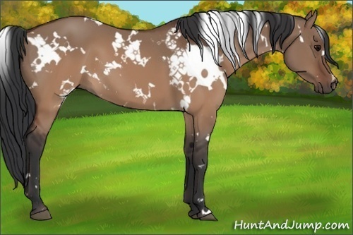 Horse Color:White Spotted Brown Dun