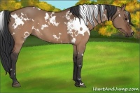 Horse Color:White Spotted Brown Dun 