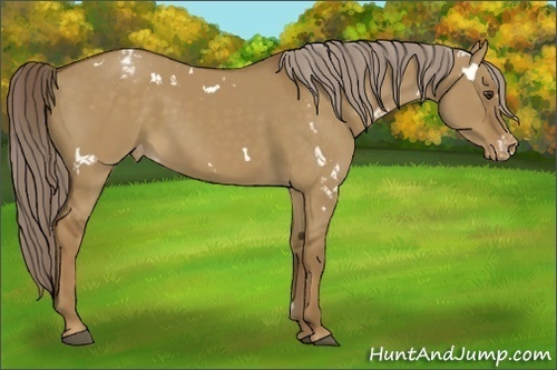 Horse Color:White Spotted Chocolate Palomino Dun Appaloosa 