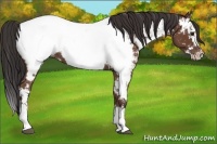 Horse Color:White Spotted Bay Splash Near Fewspot 