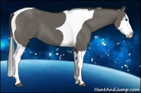Horse Color:Grullo Splash Tobiano 